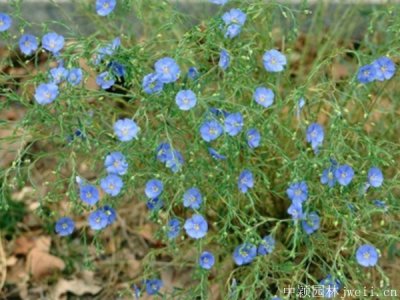 亞麻花耐寒嗎？
