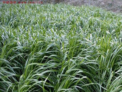 黑麥草種植簡單嗎？
